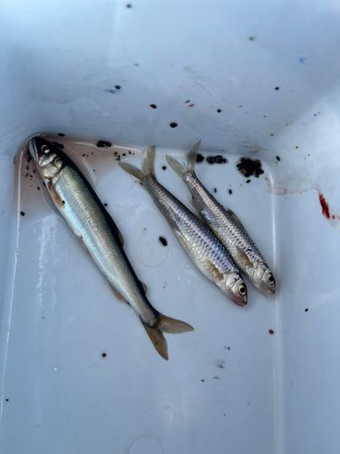 ホンモロコの釣果
