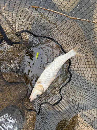 ニゴイの釣果