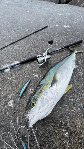 ブリの釣果