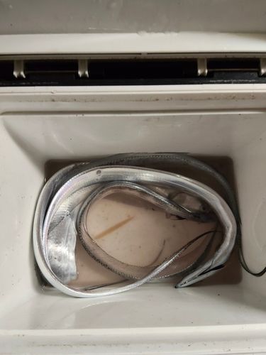 タチウオの釣果