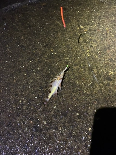 ガヤの釣果