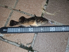 クロソイの釣果