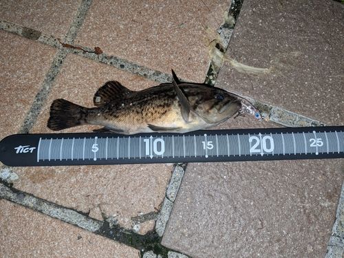 クロソイの釣果