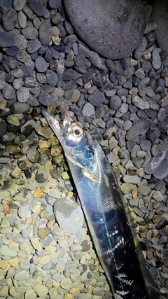 タチウオの釣果