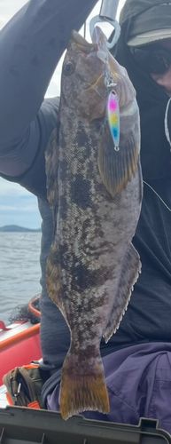 アイナメの釣果