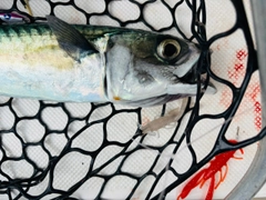 サバの釣果
