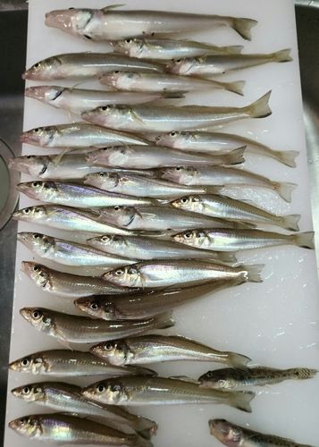 シロギスの釣果