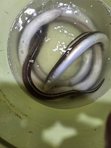 アナゴの釣果