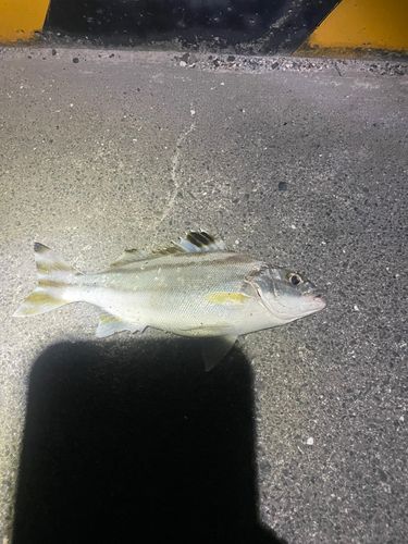 コトヒキの釣果
