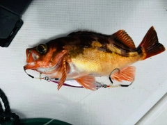 オキメバルの釣果