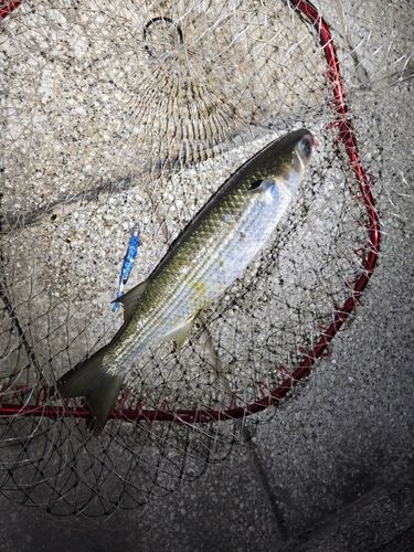 ボラの釣果