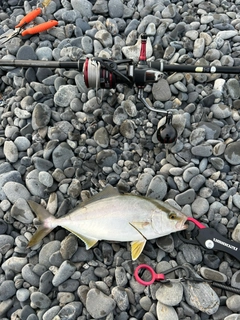 ショゴの釣果