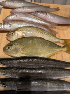 ショゴの釣果