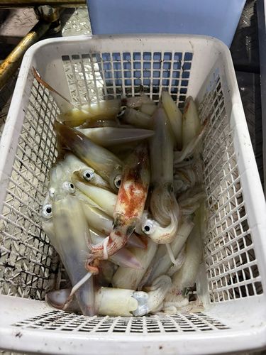 アカイカの釣果