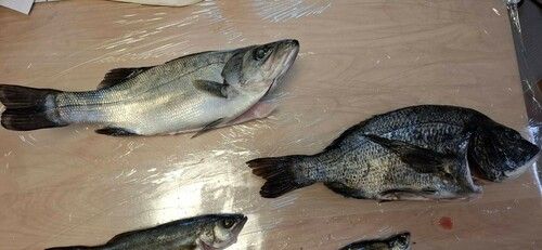 ヒラスズキの釣果