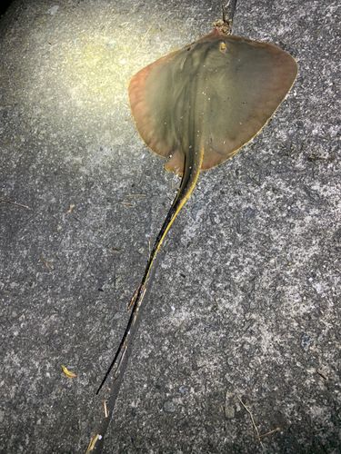 アカエイの釣果