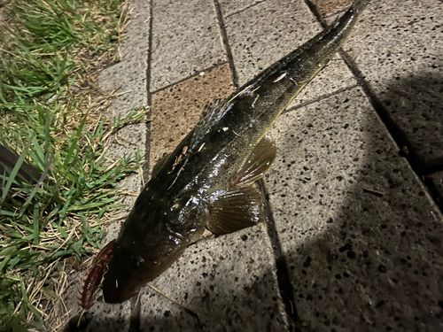マゴチの釣果