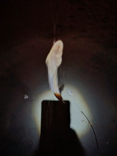 アナゴの釣果