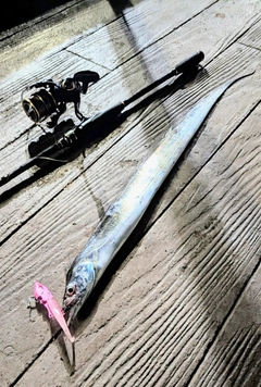 タチウオの釣果