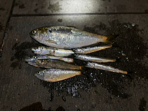 コノシロの釣果