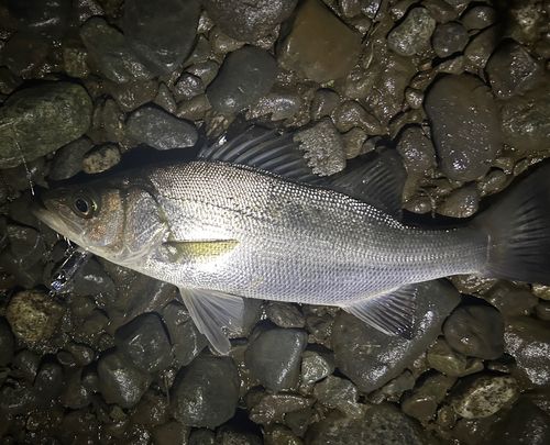 セイゴ（ヒラスズキ）の釣果