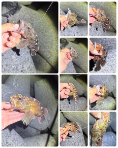 カサゴの釣果