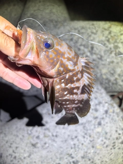 キジハタの釣果