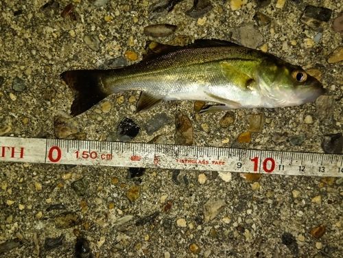 シーバスの釣果