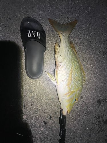 タマンの釣果
