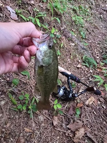 ラージマウスバスの釣果