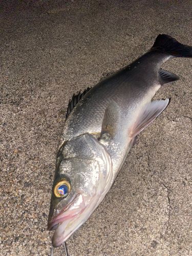 セイゴ（ヒラスズキ）の釣果