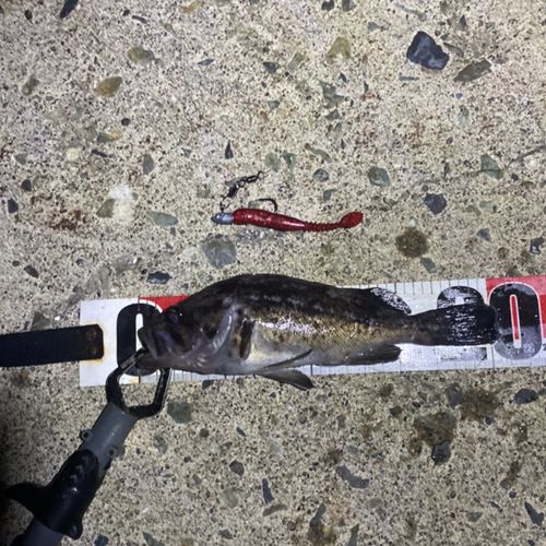 クロソイの釣果