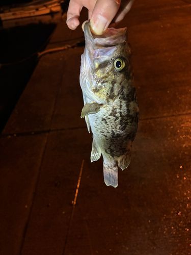 クロソイの釣果