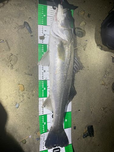 スズキの釣果