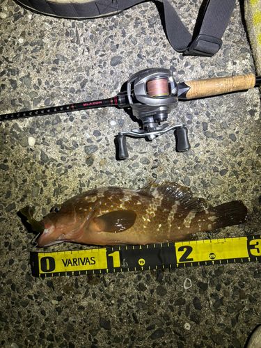 アコウの釣果