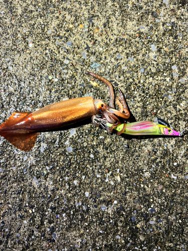 スルメイカの釣果