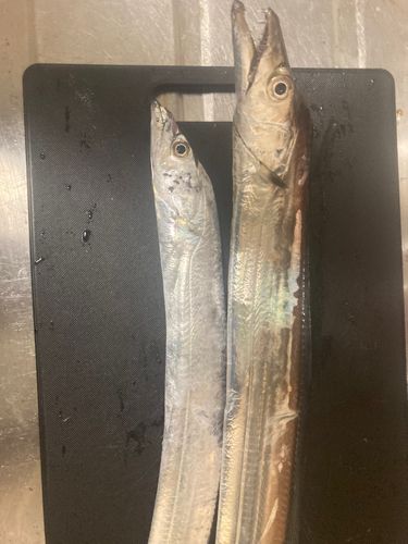 タチウオの釣果
