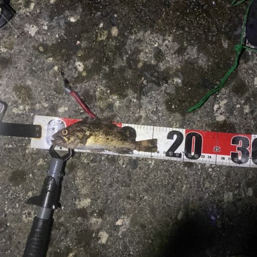 クロソイの釣果
