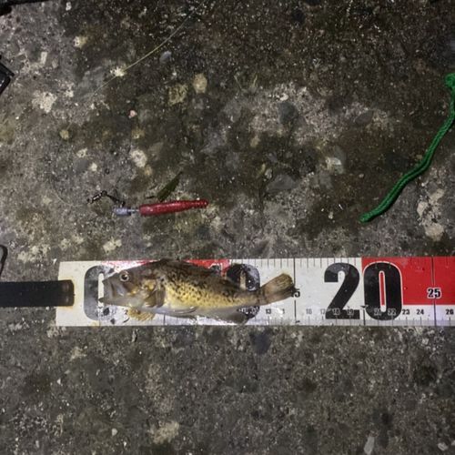 クロソイの釣果