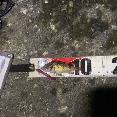 クロソイの釣果
