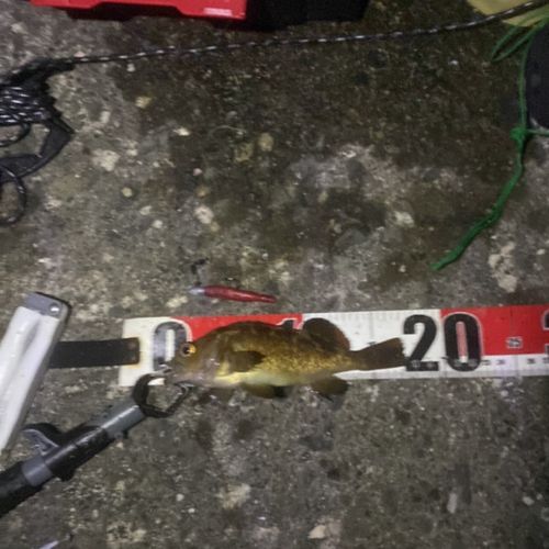 エゾメバルの釣果