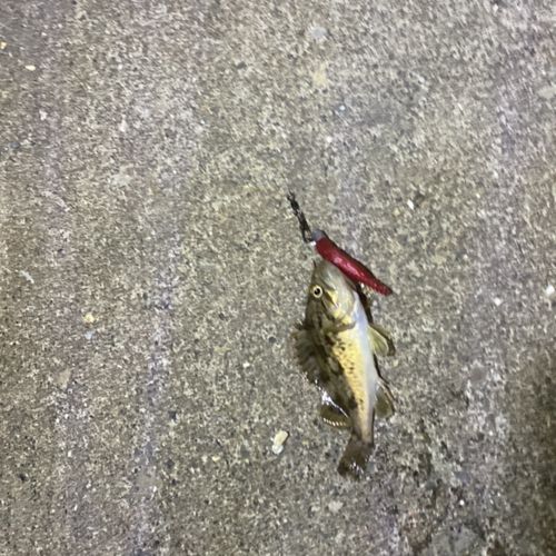 クロソイの釣果