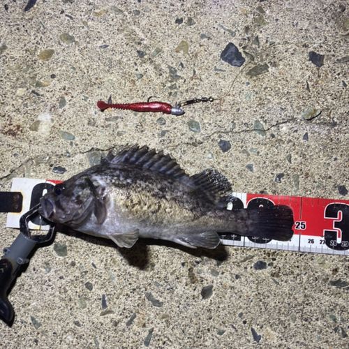クロソイの釣果