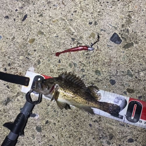クロソイの釣果