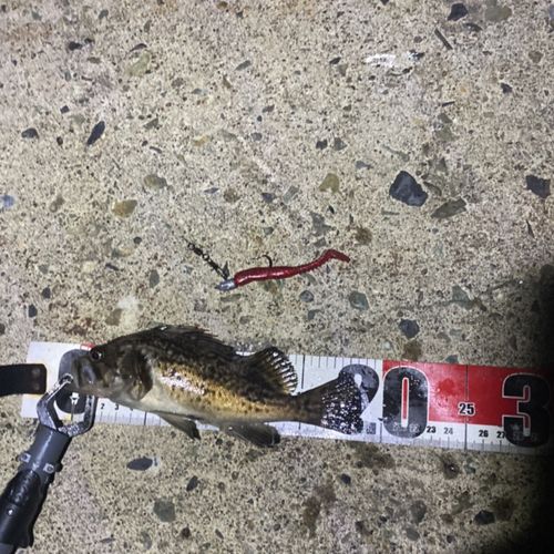 クロソイの釣果