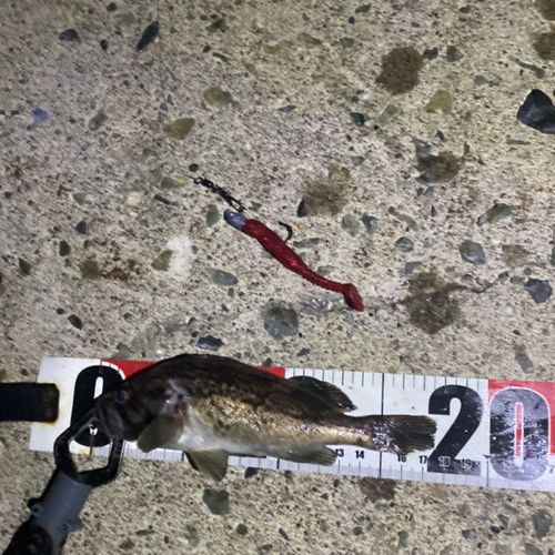 クロソイの釣果