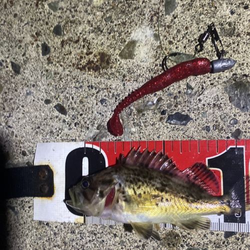 クロソイの釣果