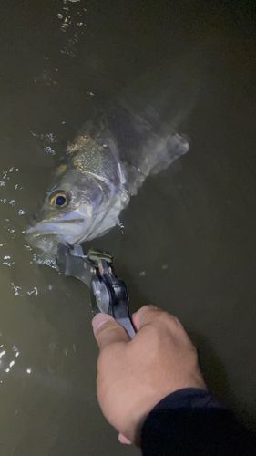フッコ（マルスズキ）の釣果