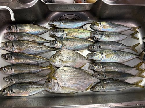アジの釣果