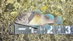マゾイの釣果